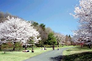 桜咲く桜ヶ丘公園−お花見坂付近