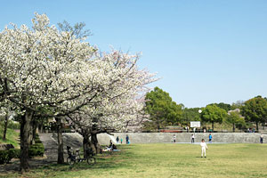 桜咲く鶴牧第二公園