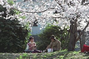 桜咲く桜台公園