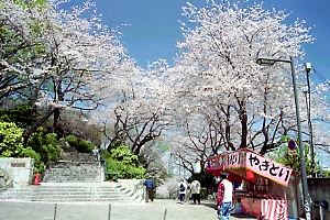 桜咲く掃部山公園