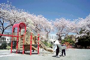 桜咲く掃部山公園
