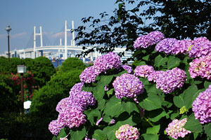 紫陽花の咲く港の見える丘公園
