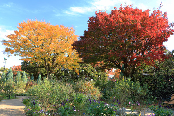 紅葉の港の見える丘公園 紅葉の港の見える丘公園