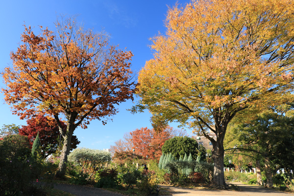 紅葉の港の見える丘公園 紅葉の港の見える丘公園