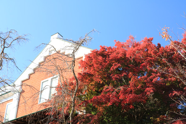 紅葉の港の見える丘公園 紅葉の港の見える丘公園