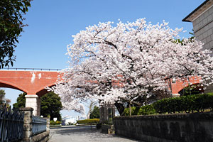 桜と霧笛橋