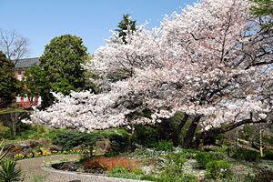 桜咲く港の見える丘公園
