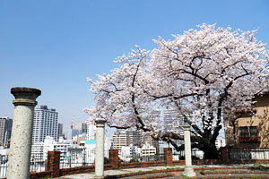桜咲く元町百段公園