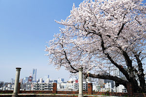 桜咲く元町百段公園
