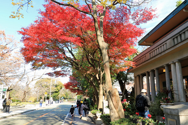 黄葉の元町公園 黄葉の元町公園