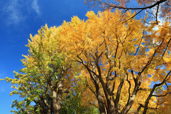 黄葉の元町公園 黄葉の元町公園