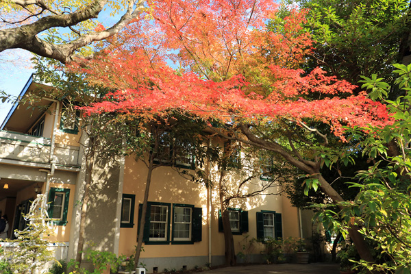黄葉の元町公園 黄葉の元町公園