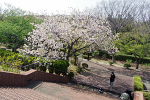 八重桜の咲く根岸競馬記念公苑