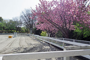 八重桜の咲く根岸競馬記念公苑