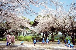 桜咲く野毛山公園
