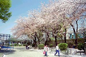 桜咲く野毛山公園