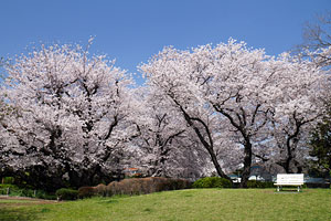 桜咲く山手公園