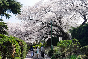 桜咲く山手公園