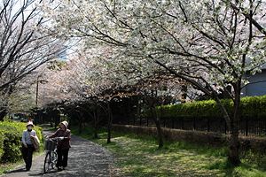 桜咲く太尾堤緑道
