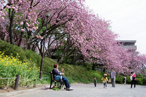 八重桜の咲く菊名桜山公園