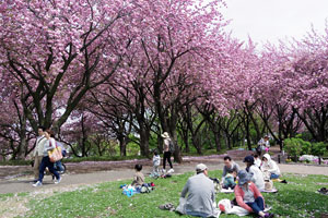 八重桜の咲く菊名桜山公園