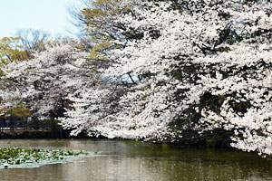 桜咲く菊名池公園