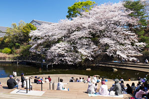 桜咲く岸根公園