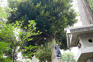 師岡熊野神社／「みくまの五木」