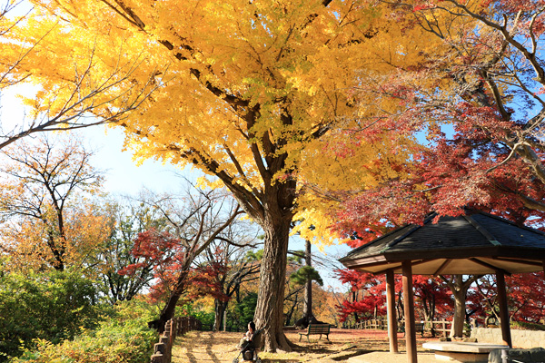 晩秋の大倉山公園 晩秋の大倉山公園