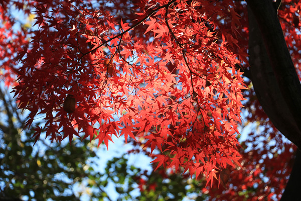 晩秋の大倉山公園 晩秋の大倉山公園