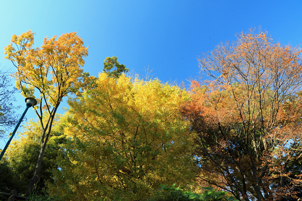 晩秋の大倉山公園 晩秋の大倉山公園