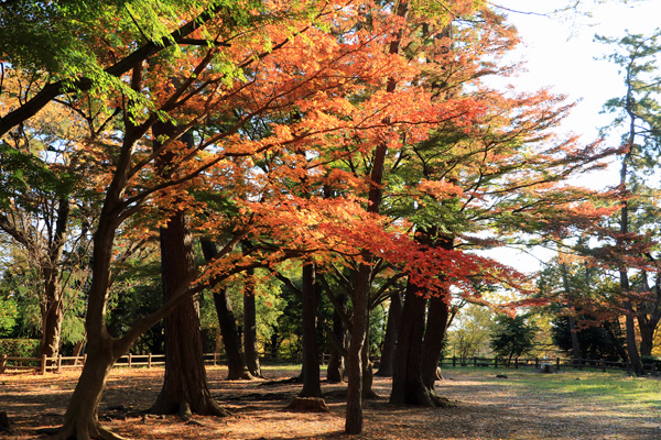 晩秋の大倉山公園 晩秋の大倉山公園