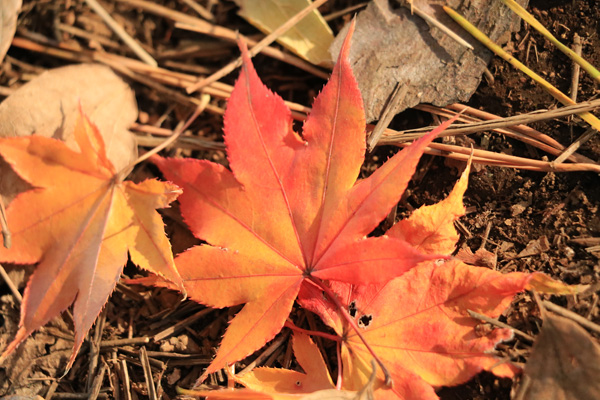 晩秋の大倉山公園 晩秋の大倉山公園
