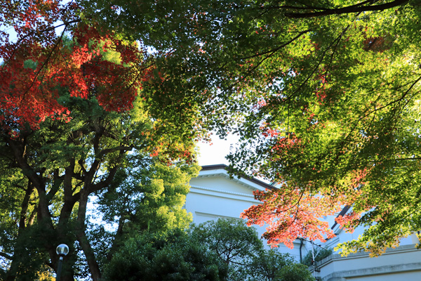 晩秋の大倉山公園 晩秋の大倉山公園