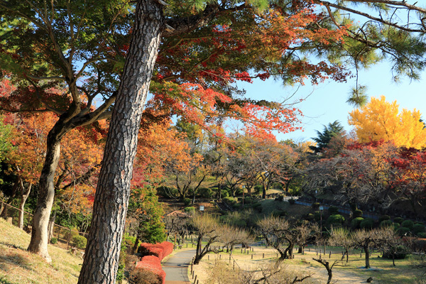 晩秋の大倉山公園 晩秋の大倉山公園