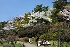 桜咲く大倉山公園