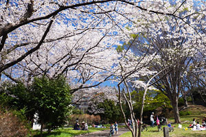 桜咲く篠原西町公園