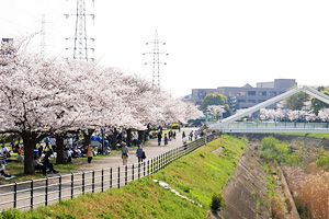 桜咲く新横浜駅前公園
