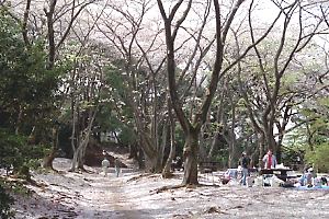 桜咲く豊顕寺市民の森