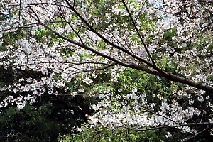 桜咲く豊顕寺市民の森