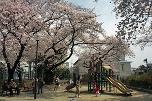 桜咲く幸ヶ谷公園