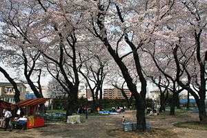 桜咲く幸ヶ谷公園