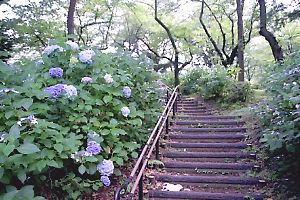 紫陽花の咲く三ツ沢公園