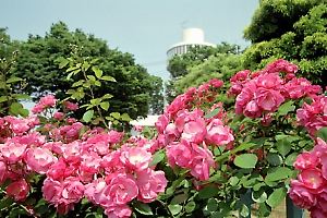 バラの咲く三ツ沢公園