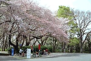 桜咲く三ツ沢公園