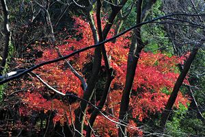 紅葉に染まる四季の森公園