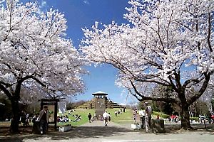 桜咲く四季の森公園