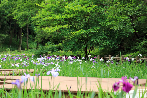 花菖蒲の咲く四季の森公園
