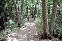 鴨池公園−雑木林