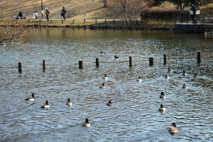 水鳥遊ぶ冬枯れの徳生公園